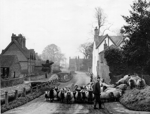dick thornton with sheepflock on beck st final 2